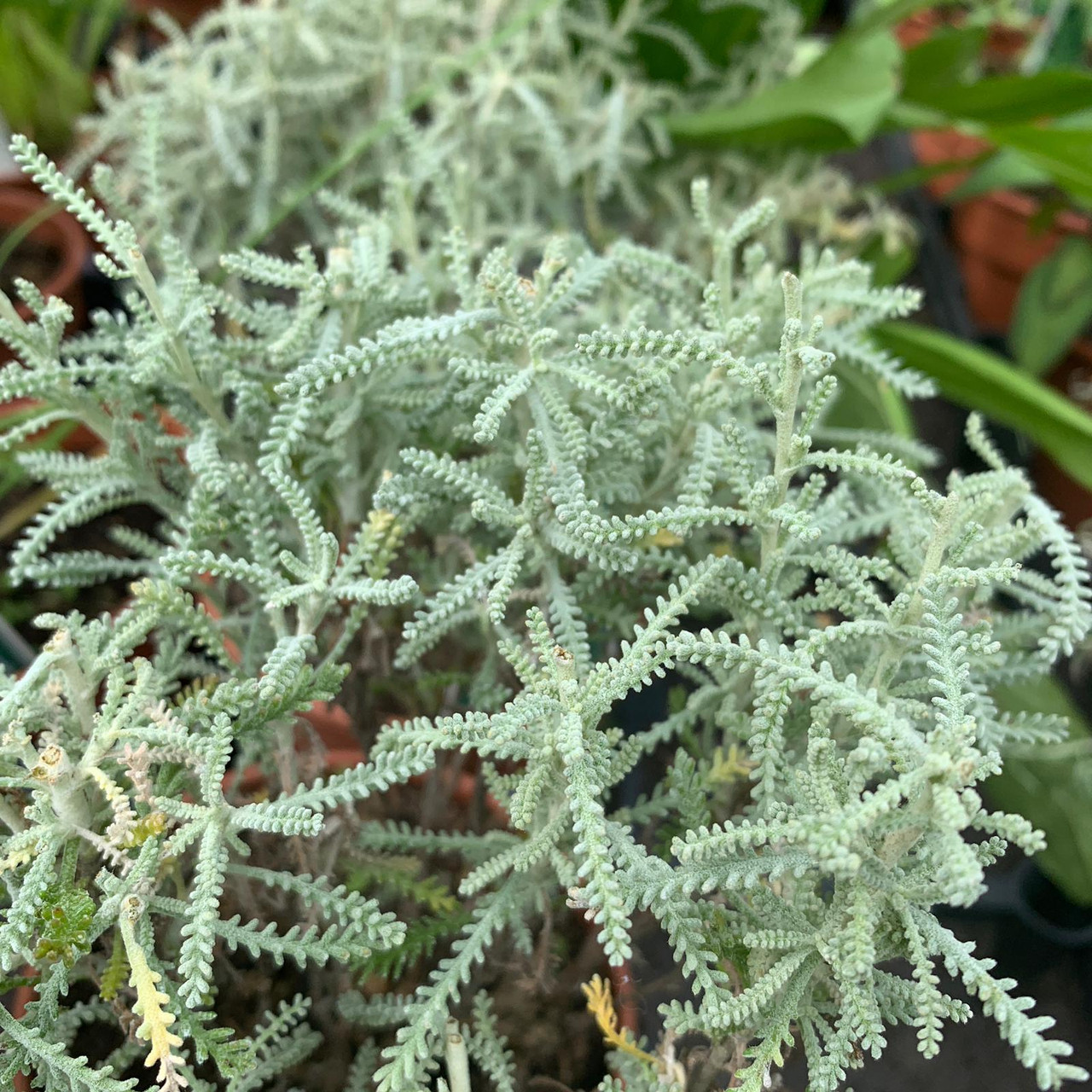 Cotton Lavender (11cm) Bunkers Hill Plant Nursery