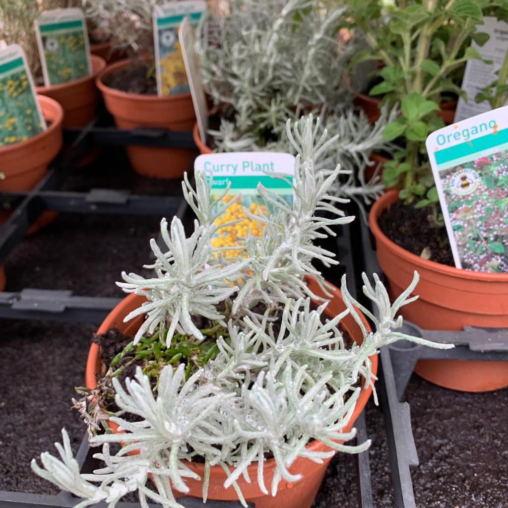 Curry plant, dwarf (11cm) Bunkers Hill Plant Nursery