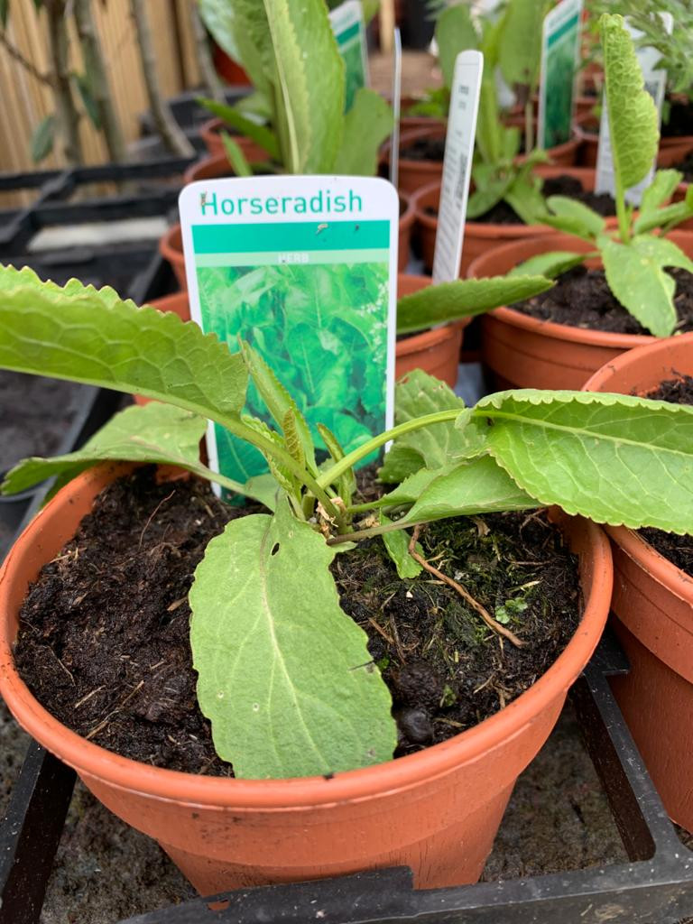 Horseradish 11cm pot Bunkers Hill Plant Nursery