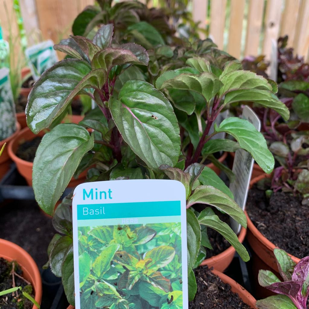 Mint Basil (11cm ) Bunkers Hill Plant Nursery