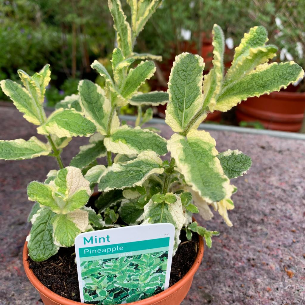 Mint Pineapple (11cm) Bunkers Hill Plant Nursery