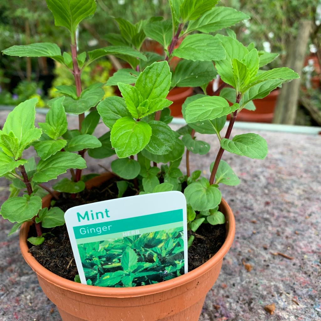 Mint Ginger (11cm) Bunkers Hill Plant Nursery