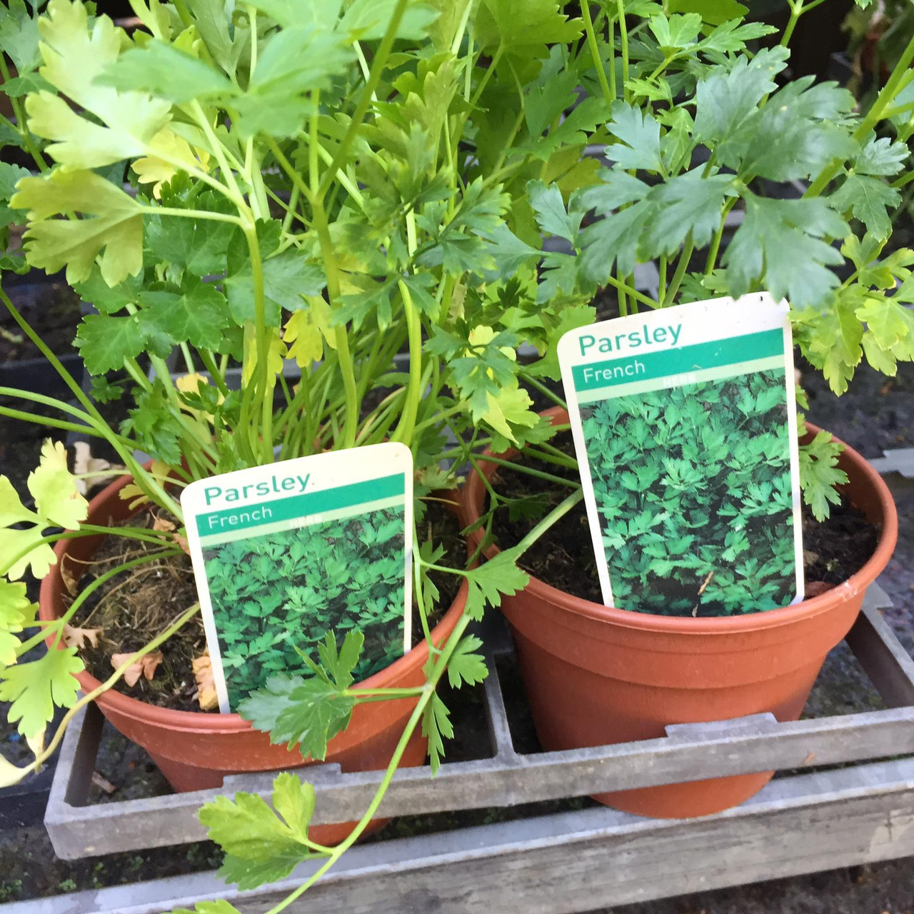 Parsley, French (Petroselinum hortense) 11cm pot Bunkers Hill Plant Nursery