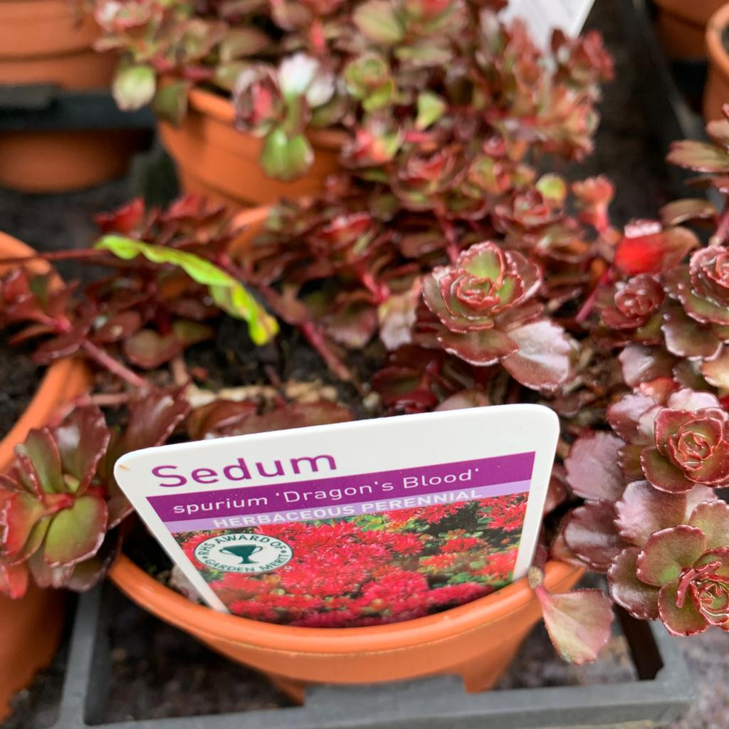 Sedum Dragon S Blood 11cm Bunkers Hill Plant Nursery Sedum Dragon S Blood 11cm Bunkers Hill Plant Nursery