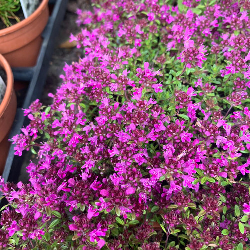 Thyme, creeping red (Thymus serpyllum 'Coccineus') 11cm pot Bunkers