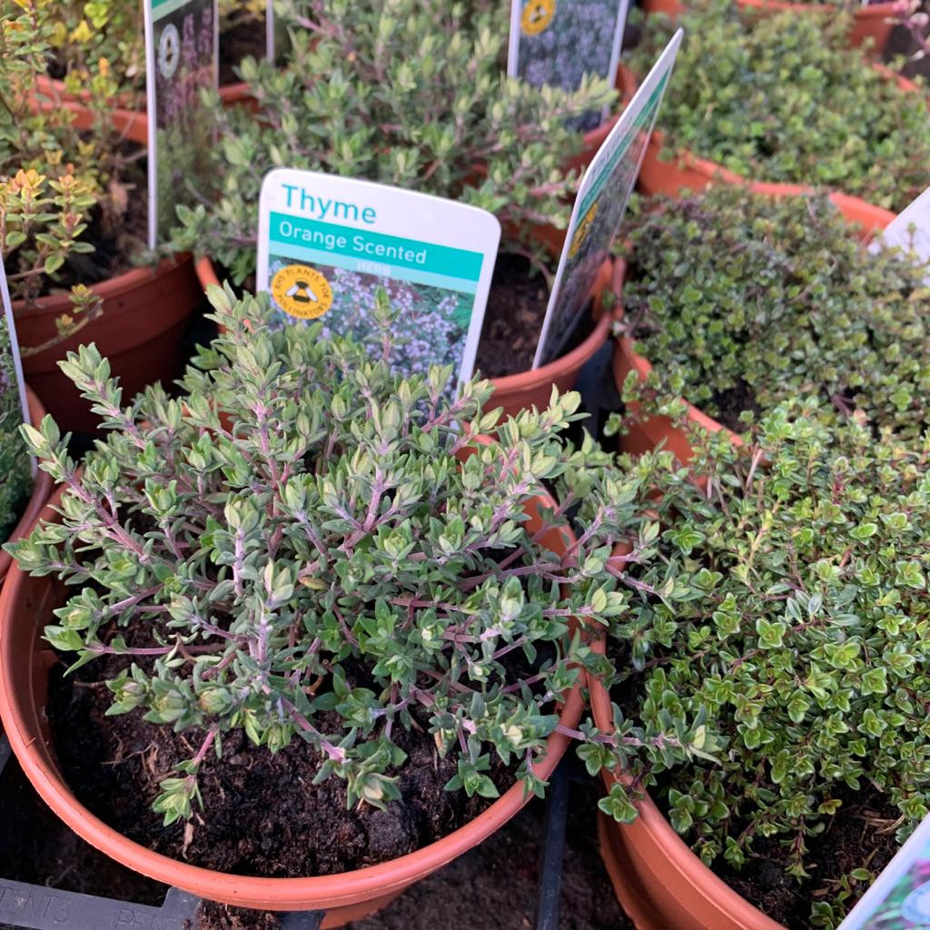 Thyme, orange (Thymus fragrantissimus) 11cm pot Bunkers Hill Plant Nursery