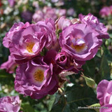 Veilchenblau - Climbing Rose