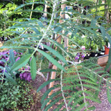 Sorbus 'Sheerwater Seedling' (Rowan) - 200/250cm (potted)