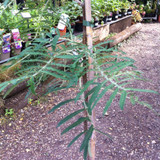 Sorbus 'Chinese Lace' - 200/250cm