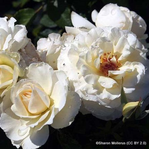 White Excelsa Rambling Rose Bunkers Hill Plant Nursery