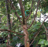 Betula ermanii (Erman's Birch) - 6/8cm girth 