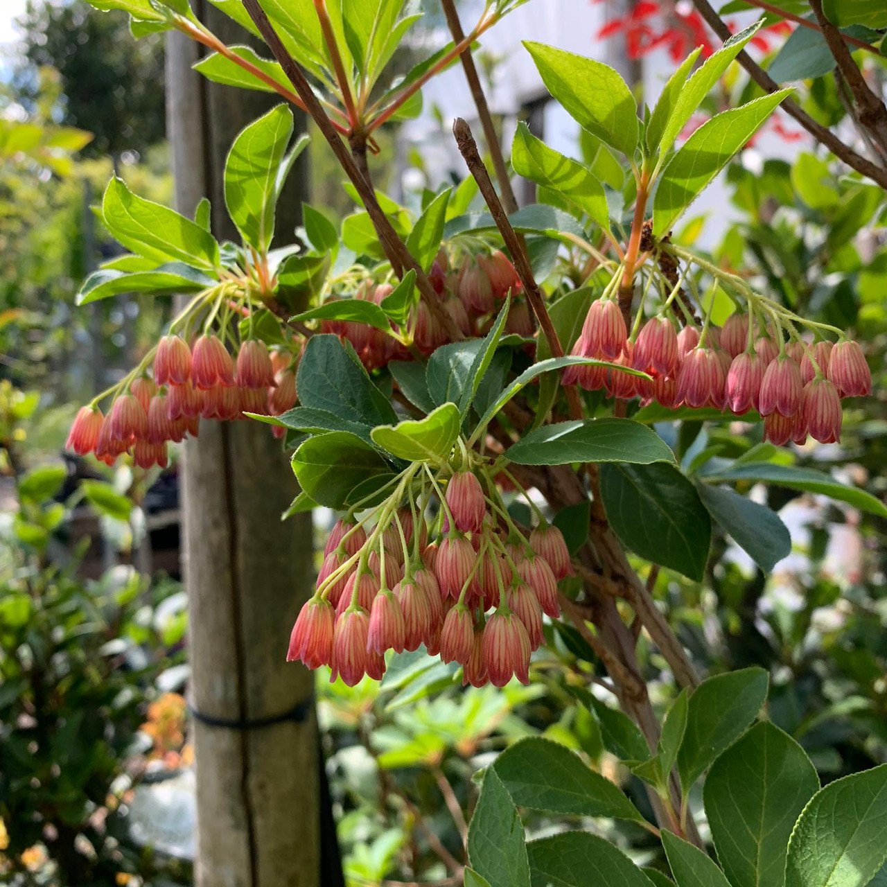Enkianthus campanulatus 'Red Bells' Bunkers Hill Plant Nursery