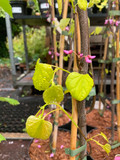 Cercis canadensis 'Hearts of Gold'