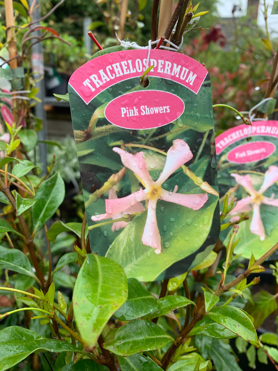 Trachelospermum 'Pink Showers' 4ltr pot Bunkers Hill Plant Nursery