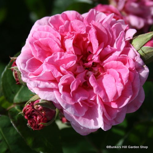 Rose Gertrude Jekyll David Austin Potted Bunkers Hill Plant Nursery
