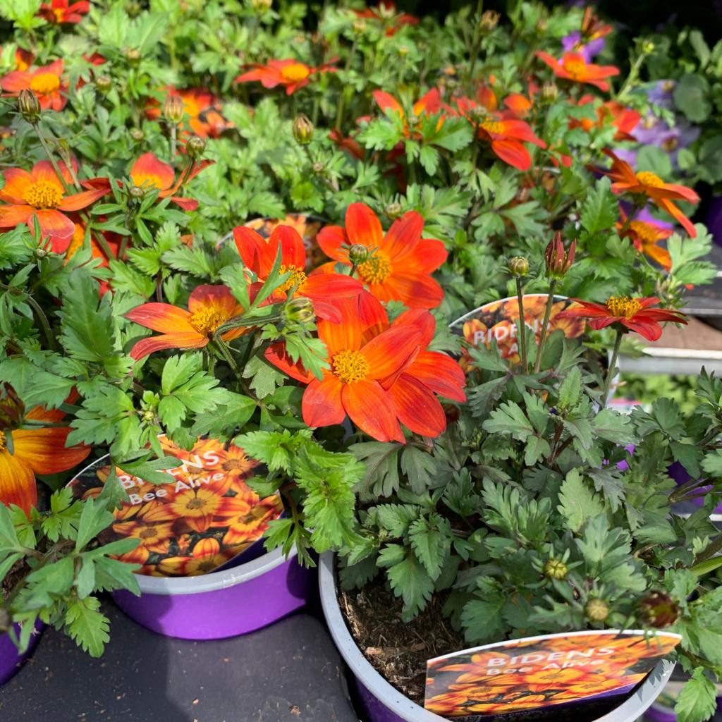 Bidens 'Bee Alive' - 9cm pot - Bunkers Hill Plant Nursery