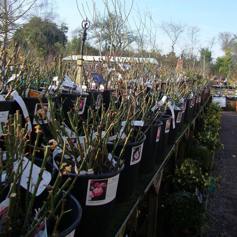 Louise Odier Shrub Rose Bunkers Hill Plant Nursery