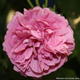 Louise Odier - Bourbon shrub rose