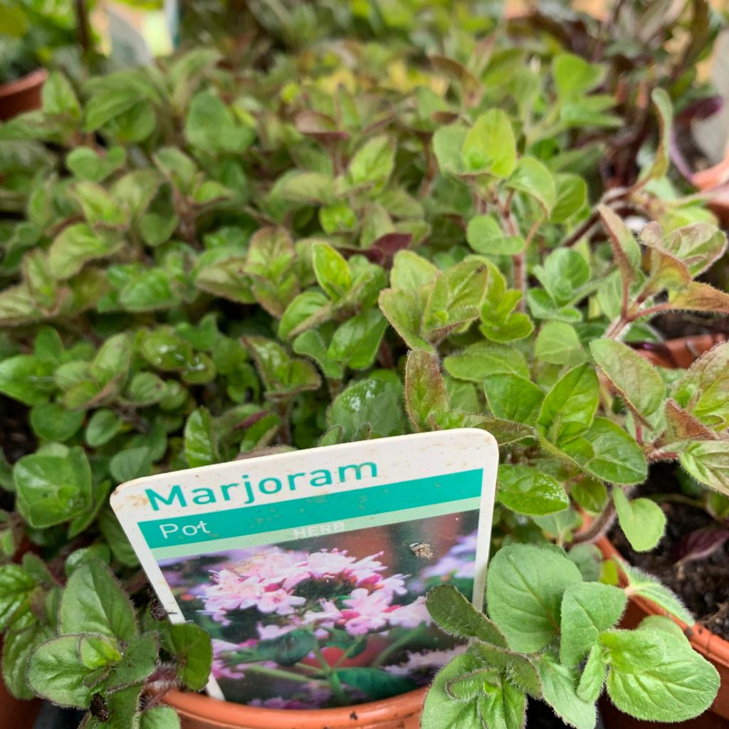 6 Marjoram Gold Tipped herb Plants