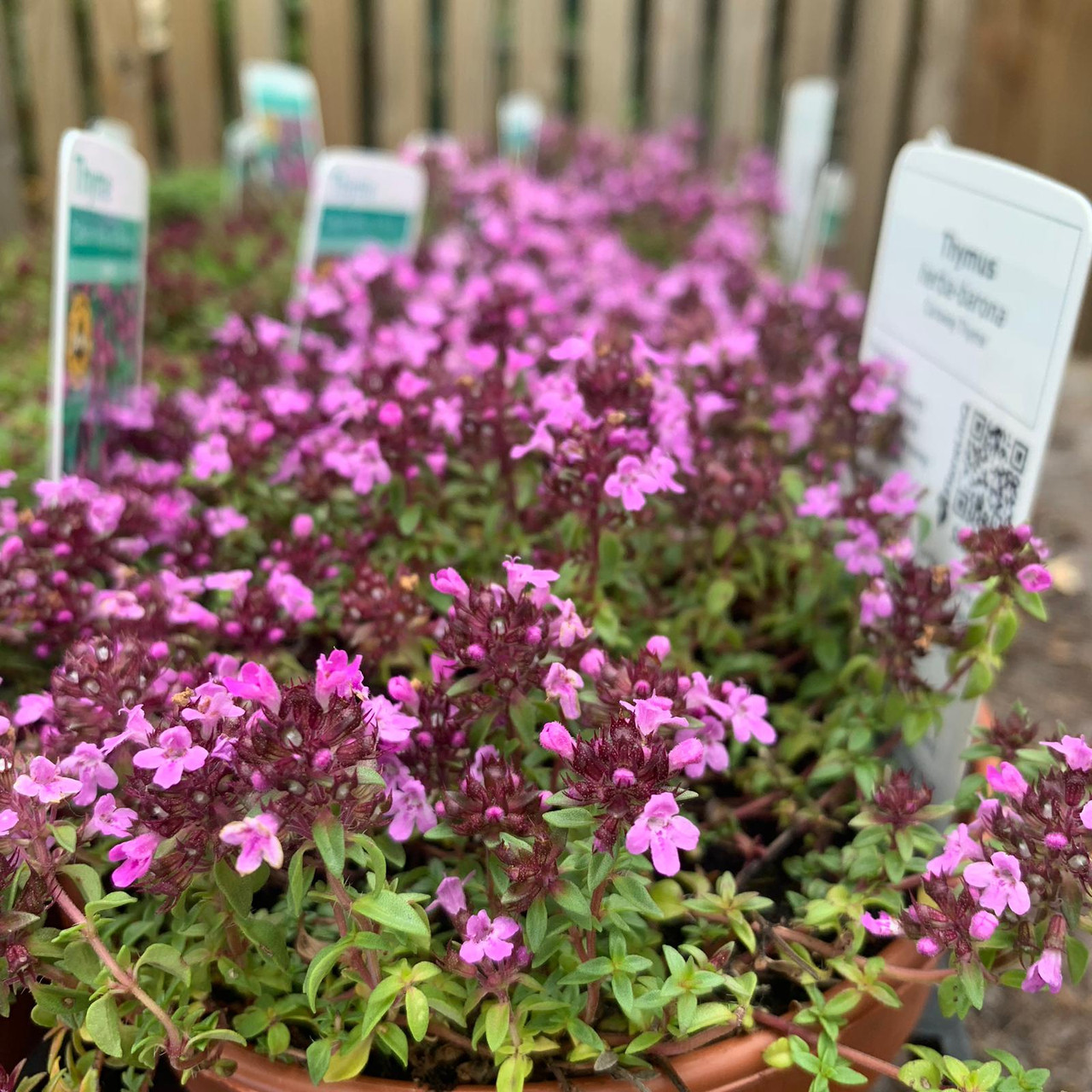 Thyme 'Caraway' (11cm) Bunkers Hill Plant Nursery