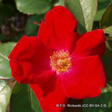 Moyessi Geranium - Shrub rose