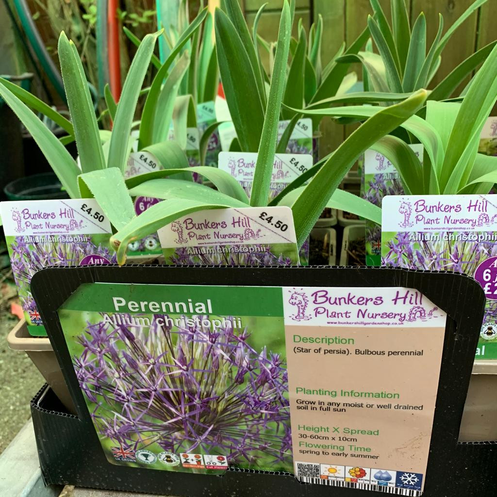 Allium christophii 11ltr pot