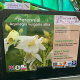 Aquilegia vulgaris alba' 1ltr pot