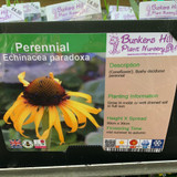 Echinacea paradoxa 1ltr