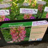 Lupin 'Gallery Pink-White' (Lupinus) 1ltr pot