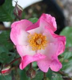 Max Graf - Ground-cover rose