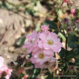 Nozomi - Ground-cover rose