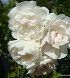 Swany - Ground-cover rose