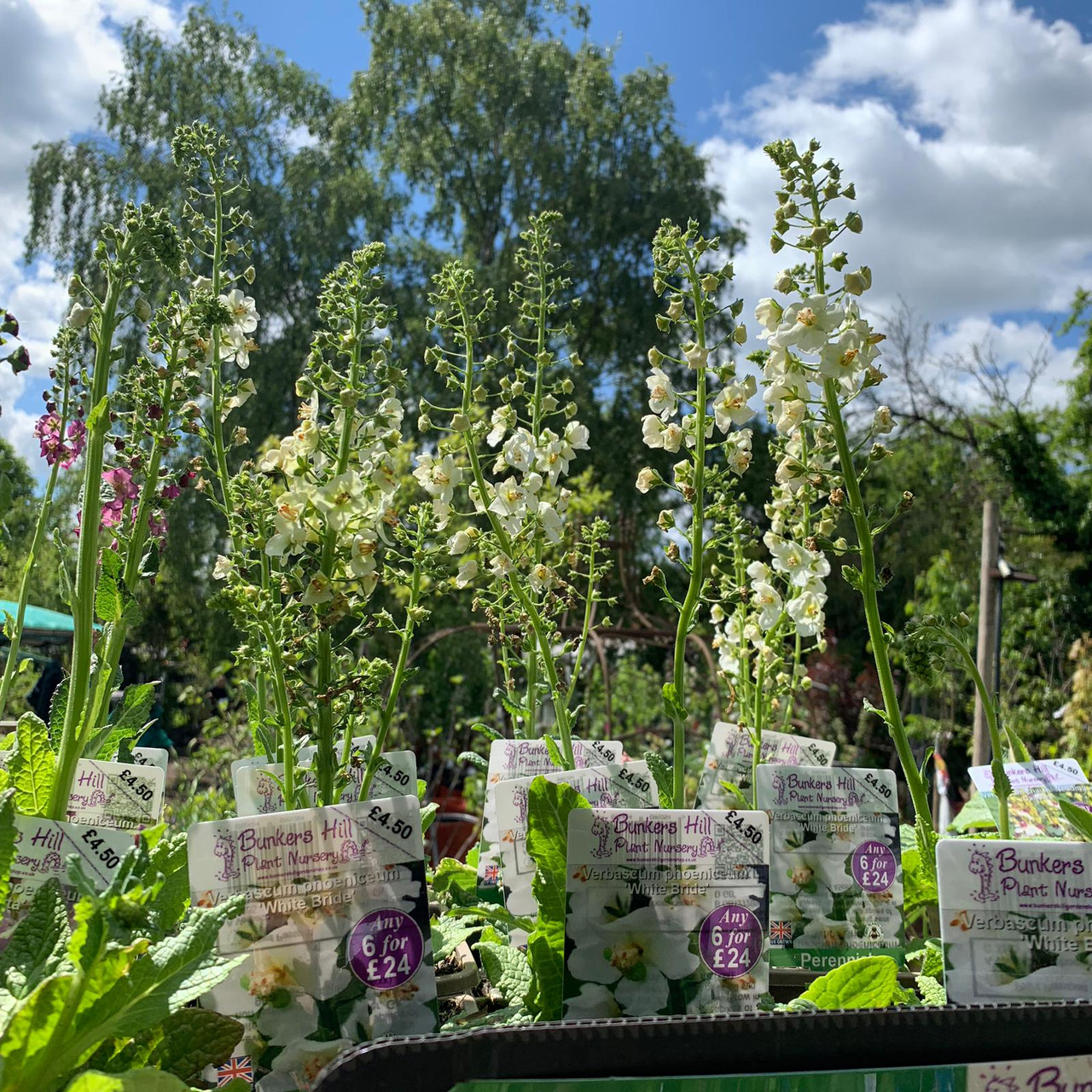 Verbascum phoeniceum 'White Bride' 1ltr Bunkers Hill Plant Nursery