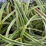 Carex 'Feather Falls' (Grass) 1ltr pot