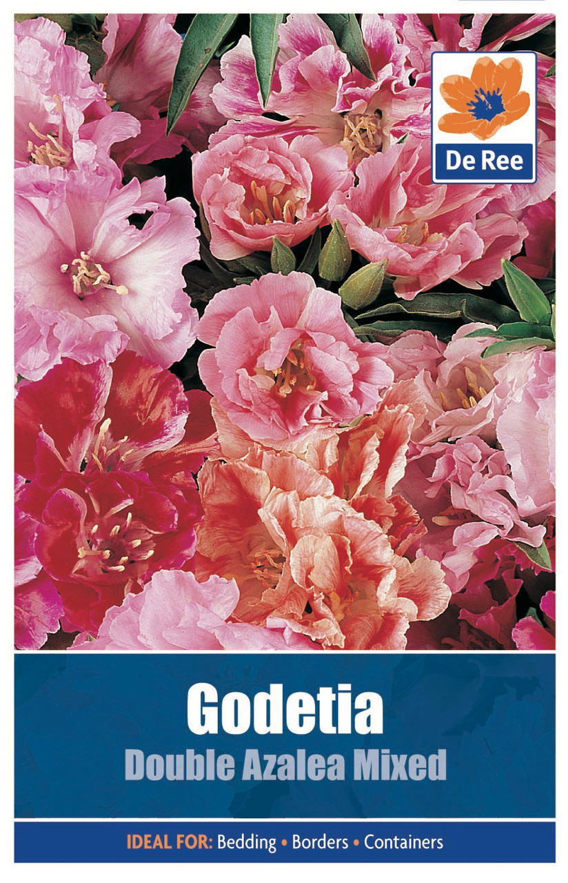 Godetia 'Double Azalea Mixed' Seeds Bunkers Hill Plant Nursery