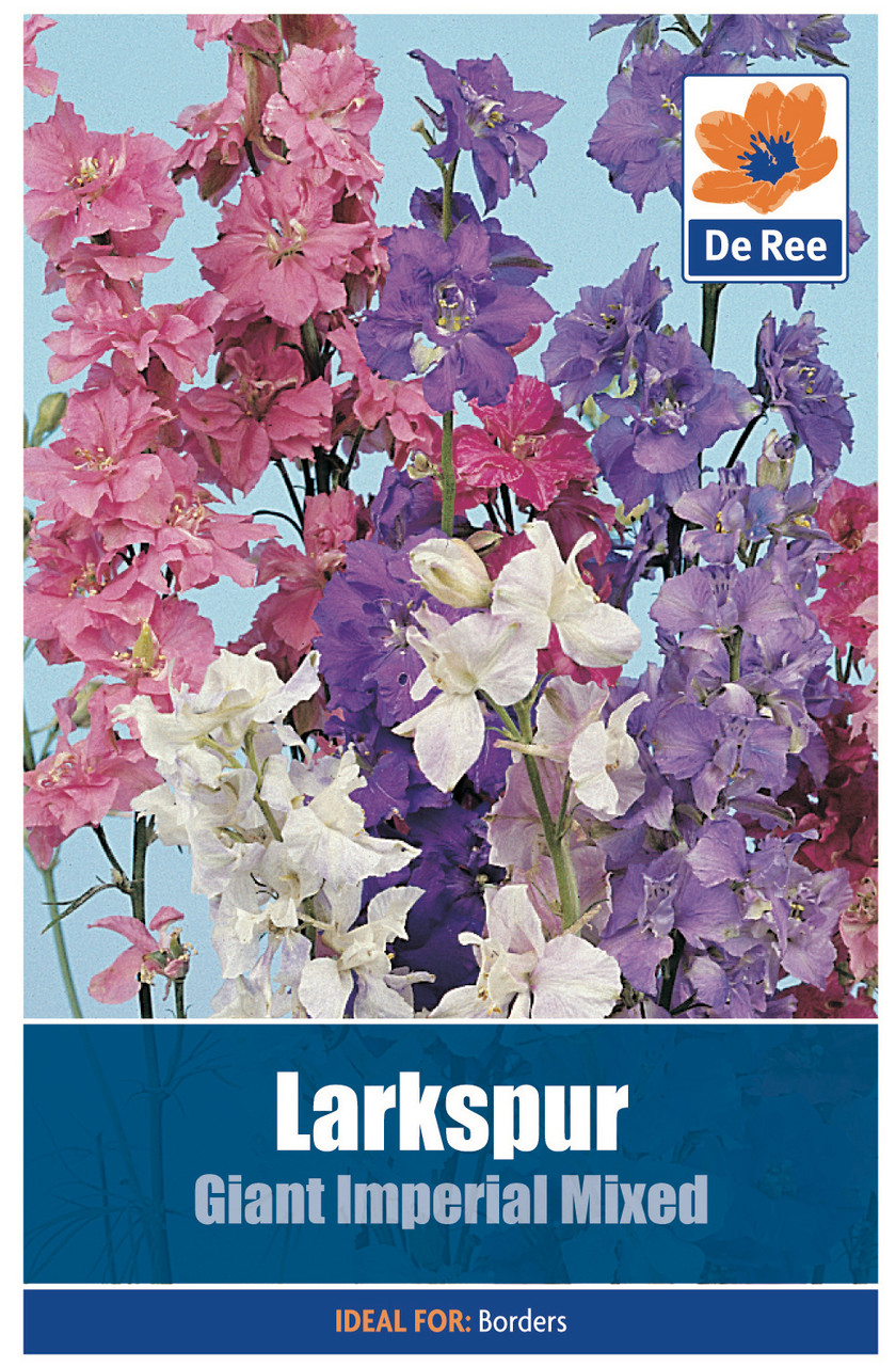 Larkspur Seeds Bunkers Hill Plant Nursery