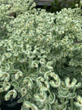 Euphorbia 'Silver Swan' 3ltr