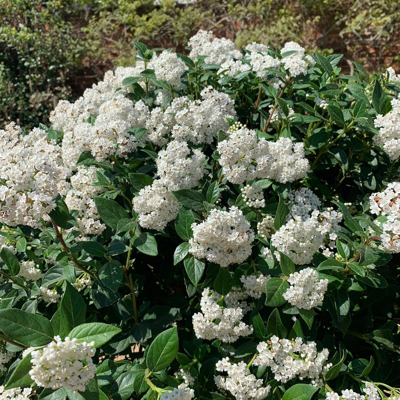Standard Viburnum tinus Bunkers Hill Plant Nursery