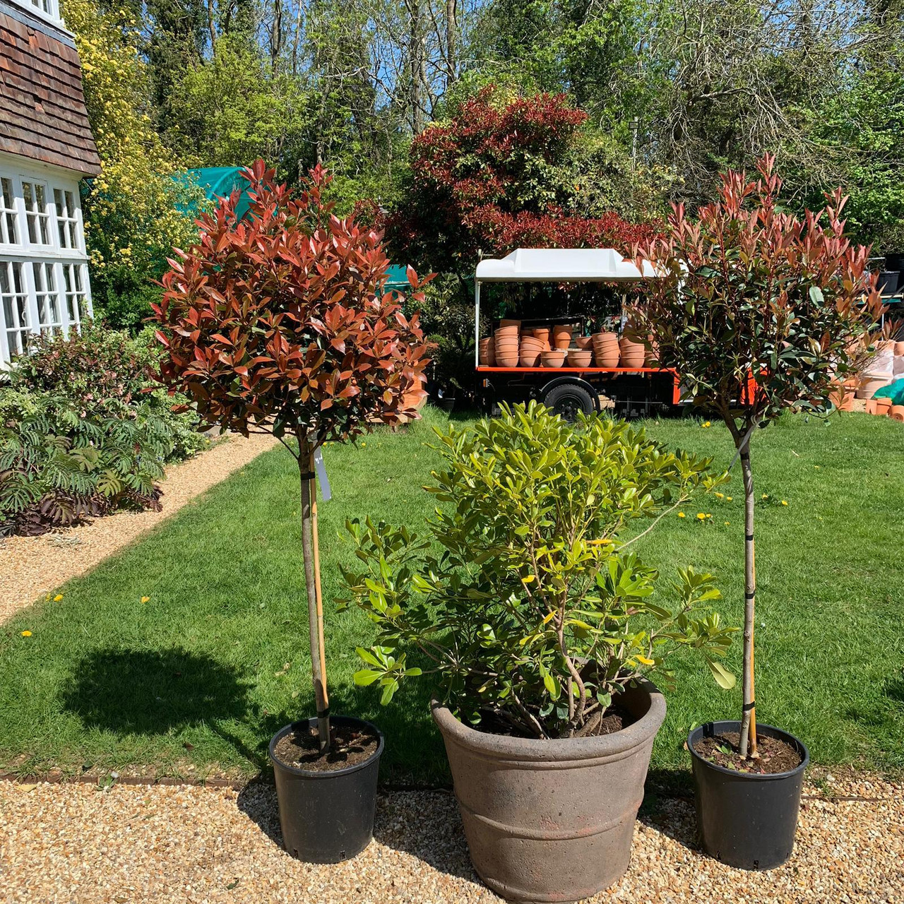 Standard Red Robin 'Care Rogue' 5ft Bunkers Hill Plant Nursery