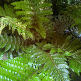 Polystichum polyblepharum - hardy fern (L)