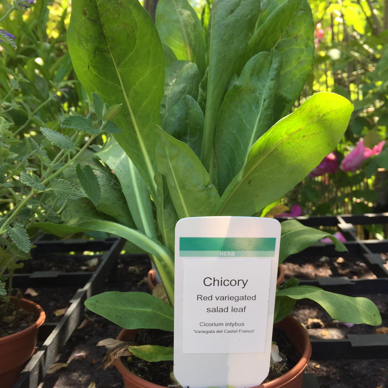 Chicory red variegated leaf (11cm) Bunkers Hill Plant