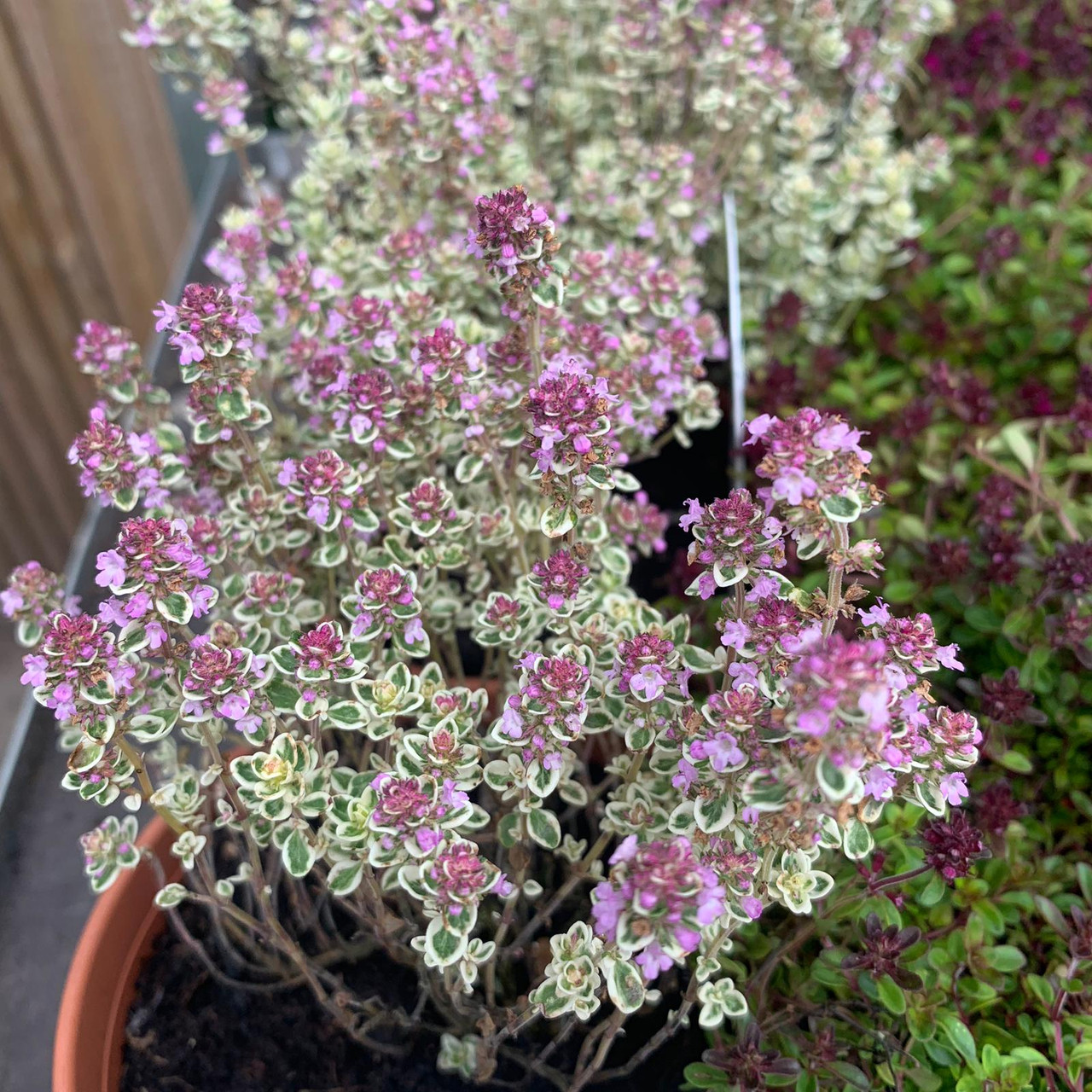 Thyme 'Sparkling Bright' (11cm) Bunkers Hill Plant Nursery