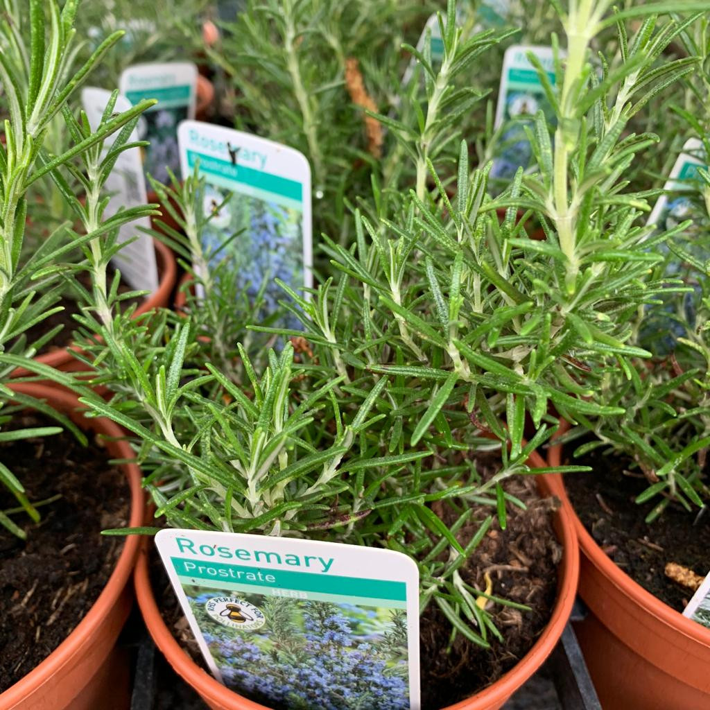 Rosemary Prostate (Rosmarinus officinalis Prostratus) 11cm pot