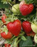 Strawberry 'Malwina'