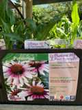 Echinacea 'Funky White' 1ltr