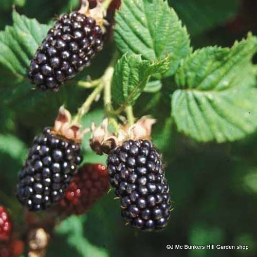 Blackberry 'Adrienne' - Bunkers Hill Plant Nursery