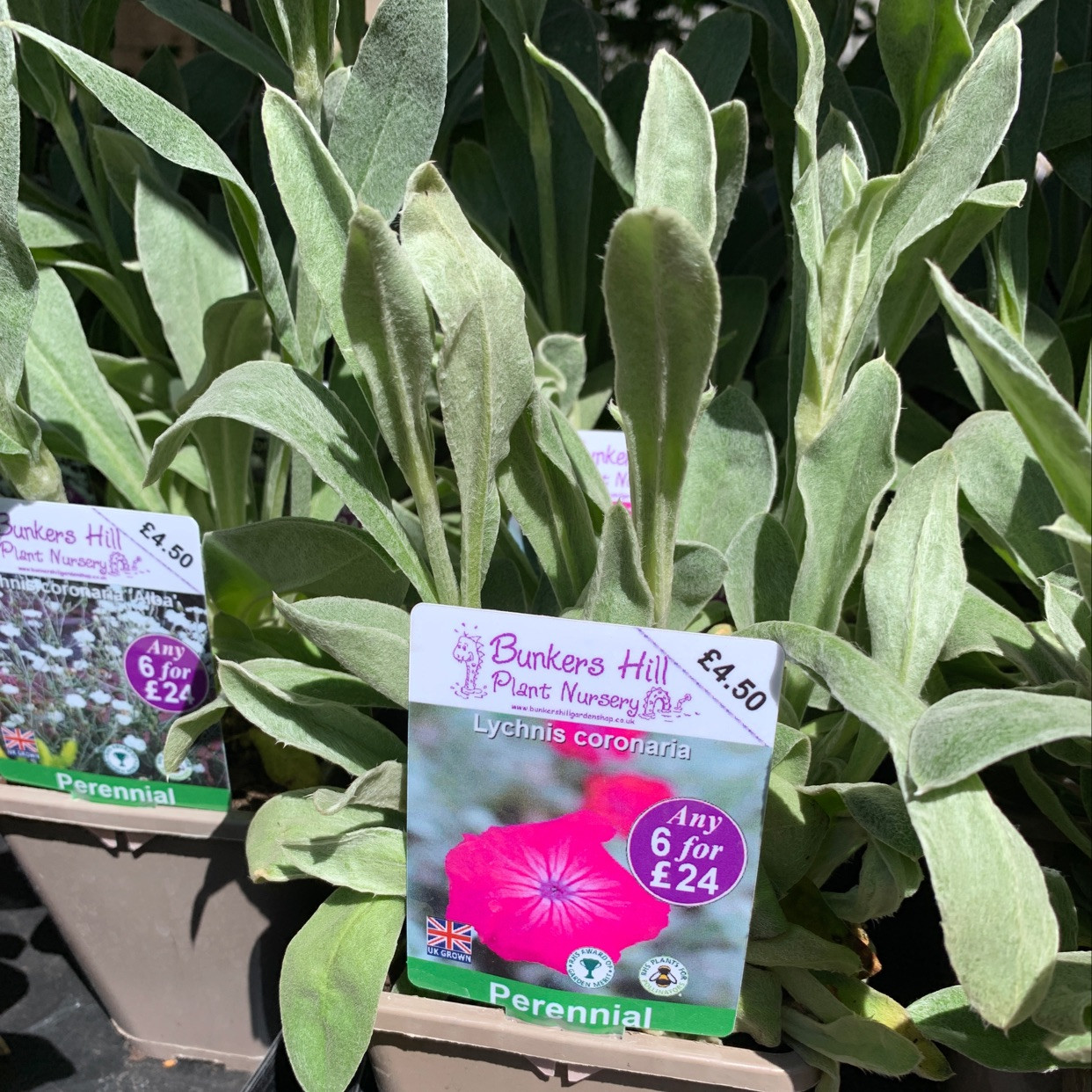Lychnis coronaria (Rose Campion) 1ltr pot Bunkers Hill Plant Nursery