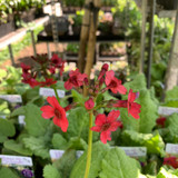 Primula japonica 'Millers Crimson' 1ltr pot