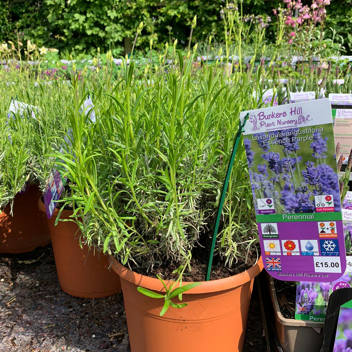 Lavender Essence Purple Lavandula Angustifolia 6 5ltr Pot Bunkers Hill Plant Nursery