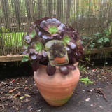 Aeonium arboreum Velours in terracotta pot (Succulent)